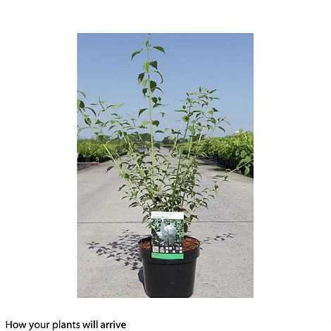 Philadelphus 'Frosty Morn' 2 Philadelphus 'Frosty Morn' - Image 2