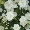 Philadelphus Innocence