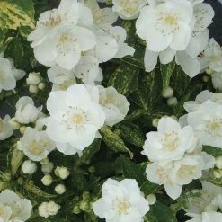 Philadelphus Innocence