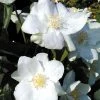 Philadelphus 'Natchez'