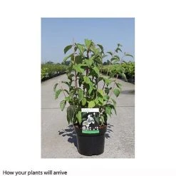 Philadelphus 'Starbright' -plant PHIL T66374 B h