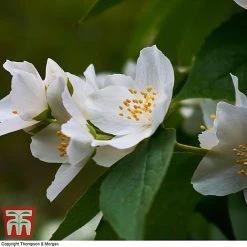 Philadelphus 'Starbright' -plant PHIL T66374 C