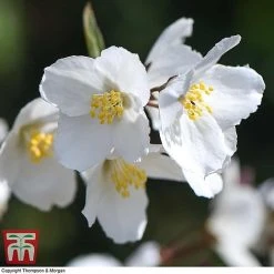 Philadelphus 'Starbright' -plant PHIL T66374 G