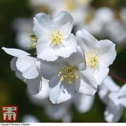 Philadelphus 'Starbright' -plant PHIL T66374 I