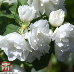 Philadelphus 'Virginal' -plant PHIL T68144 H