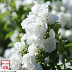 Philadelphus 'Virginal' -plant PHIL T68144 I