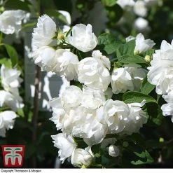 Philadelphus 'Virginal' -plant PHIL T68144 J