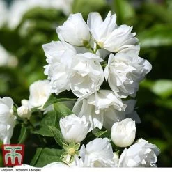 Philadelphus 'Virginal' -plant PHIL T68144 K