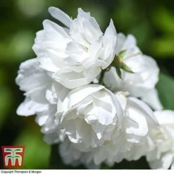 Philadelphus 'Virginal' -plant PHIL T68144 N