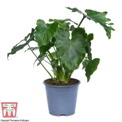 Philodendron 'Shangri La' -plant PHIL c