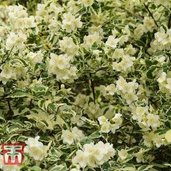 Philadelphus Coronarius 'Variegatus' -plant PHIL t66367 D