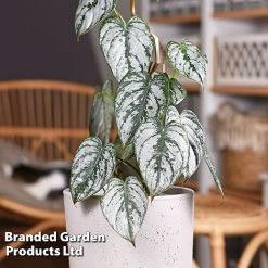 Philodendron Brandtianum 'Brandi'