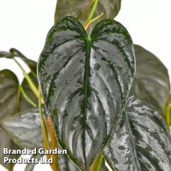 Philodendron Brandtianum 'Brandi' -plant PHIL BRANDI W50472