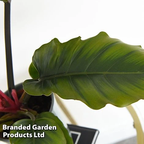 Philodendron 'Caramel' 2 Philodendron 'Caramel' - Image 2