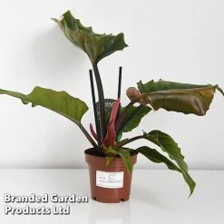 Philodendron 'Caramel' 5 Philodendron 'Caramel' -plant PHIL CARAMEL WKF1195 C