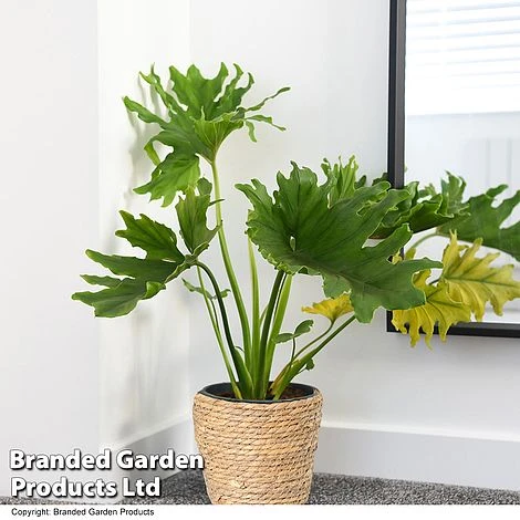 Philodendron Bipinnatifidum 'Little Hope' 1 Philodendron Bipinnatifidum 'Little Hope'