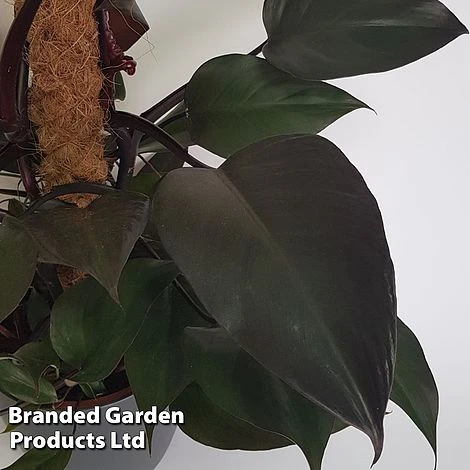 Philodendron 'New Red' 2 Philodendron 'New Red' - Image 2