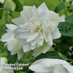 Philadelphus 'Pearls Of Perfume' -plant PHIL PEARLPERF H41548