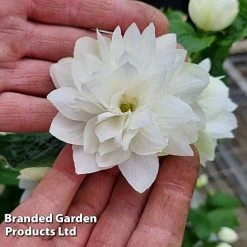 Philadelphus 'Pearls Of Perfume' -plant PHIL PEARLPERF H41551