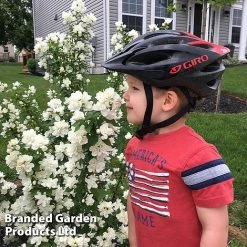 Philadelphus 'Pearls Of Perfume' -plant PHIL PEARLPERF H41553