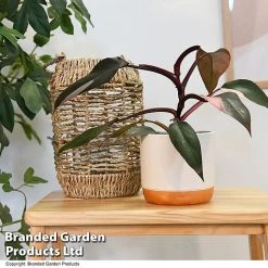 Philodendron Erubescens 'Pink Princess' -plant PHIL PINKPRINC T47207