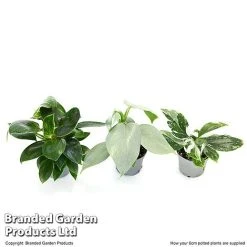 Philodendron Starter Mix -plant PHIL STARTE6CM T47692