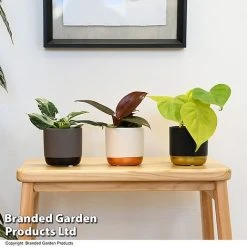 Philodendron Starter Mix -plant PHIL STARTERMX T47694