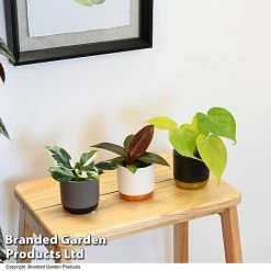 Philodendron Starter Mix -plant PHIL STARTERMX T47695