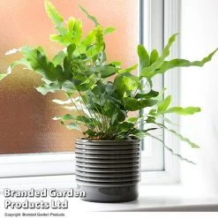 Nurseryman's Choice Indoor Fern Mix 11 Nurseryman's Choice Indoor Fern Mix -plant PHLE BLUESTAR T447591