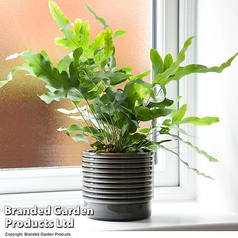 Nurseryman's Choice Indoor Fern Mix 5 Nurseryman's Choice Indoor Fern Mix - Image 5