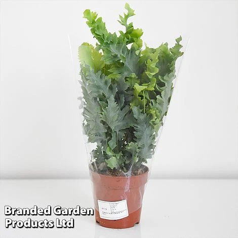 Phlebodium Aureum 'Davana' 2 Phlebodium Aureum 'Davana' - Image 2