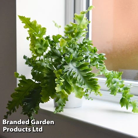 Phlebodium Aureum 'Davana' 1 Phlebodium Aureum 'Davana'