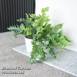 Phlebodium Aureum 'Davana' 6 Phlebodium Aureum 'Davana' -plant PHLE DAVANA T42916