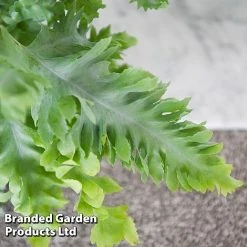 Phlebodium Aureum 'Davana' 7 Phlebodium Aureum 'Davana' -plant PHLE DAVANA T42918