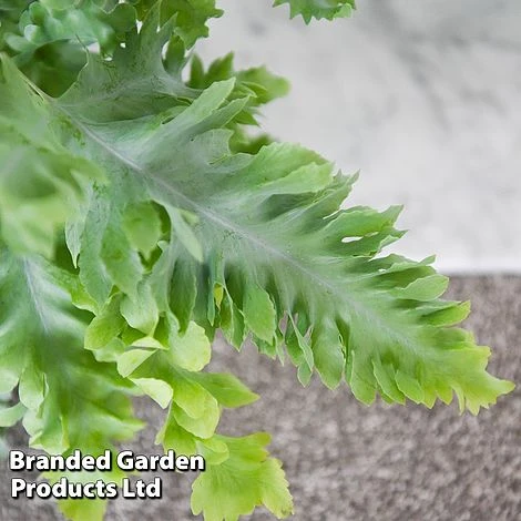 Phlebodium Aureum 'Davana' 4 Phlebodium Aureum 'Davana' - Image 4