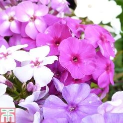 Phlox Paniculata Mixed