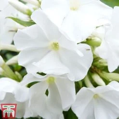 Phlox Paniculata Mixed 7 Phlox Paniculata Mixed -plant PHLO T82174 D