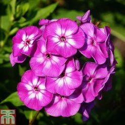 Phlox Paniculata 'Purple Eye Flame'