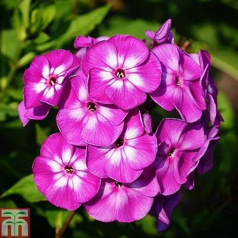 Phlox Paniculata 'Purple Eye Flame' 1 Phlox Paniculata 'Purple Eye Flame'