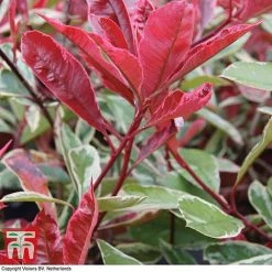 Photinia X Fraseri 'Pink Marble' -plant PHOT T57870 B