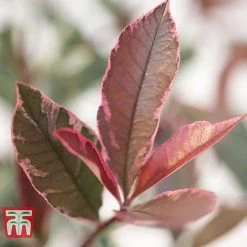 Photinia X Fraseri 'Pink Marble' -plant PHOT T57870 C