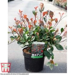 Photinia Fraseri 'Little Red Robin' -plant PHOT T68445 B