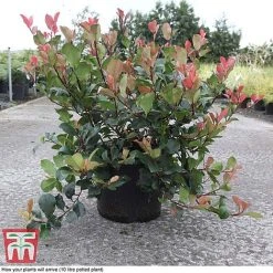 Photinia Fraseri 'Little Red Robin' -plant PHOT T68445 C
