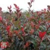 Photinia Fraseri 'Little Red Robin'
