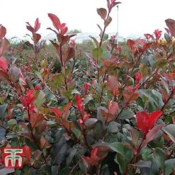 Photinia Fraseri 'Little Red Robin'