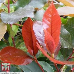 Photinia X Fraseri 'Scarlet Blaze' -plant PHOT TKA0787 C