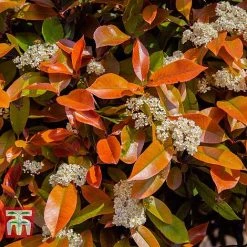 Photinia Fraseri 'Little Red Robin' (Standard) -plant PHOT WKA8639 C