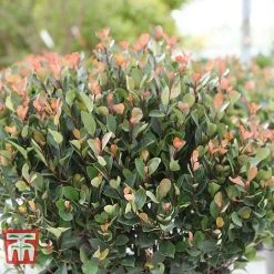 Photinia Fraseri 'Little Red Robin' (Standard) -plant PHOT WKA8639 D