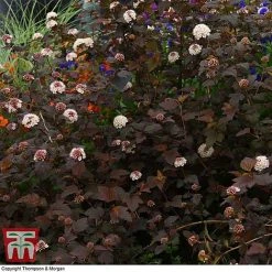 Physocarpus Opulifolius 'Lady In Red' -plant PHYS T58482 D