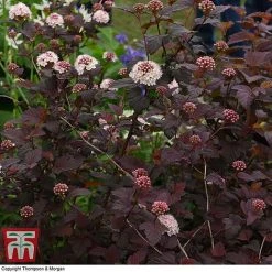 Physocarpus Opulifolius 'Lady In Red' -plant PHYS T58482 E